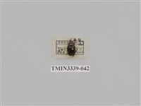 藏品(雙條甘蔗金龜)的圖片